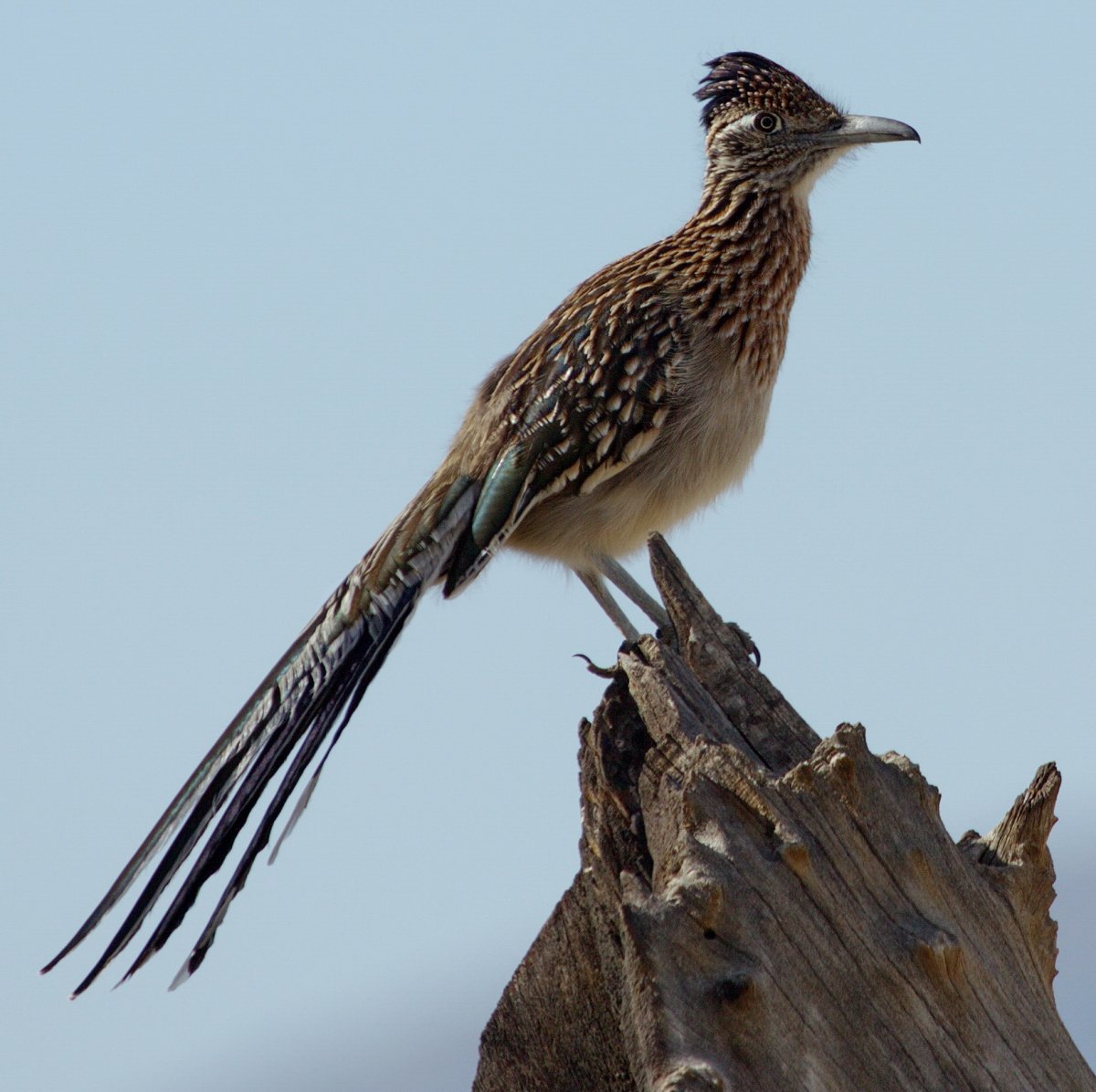 Крикливая кустарниковая птица