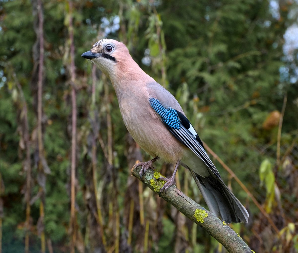 Птички с коричневым веерообразным хвостом