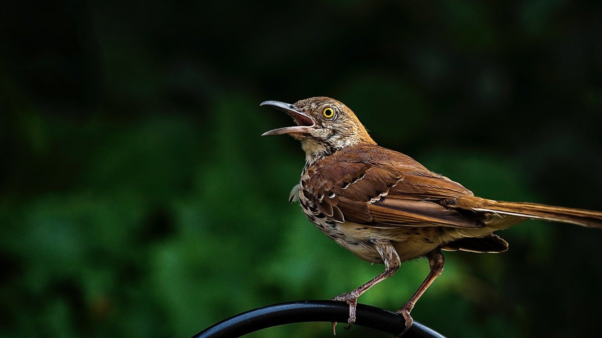 Золотистый Дрозд