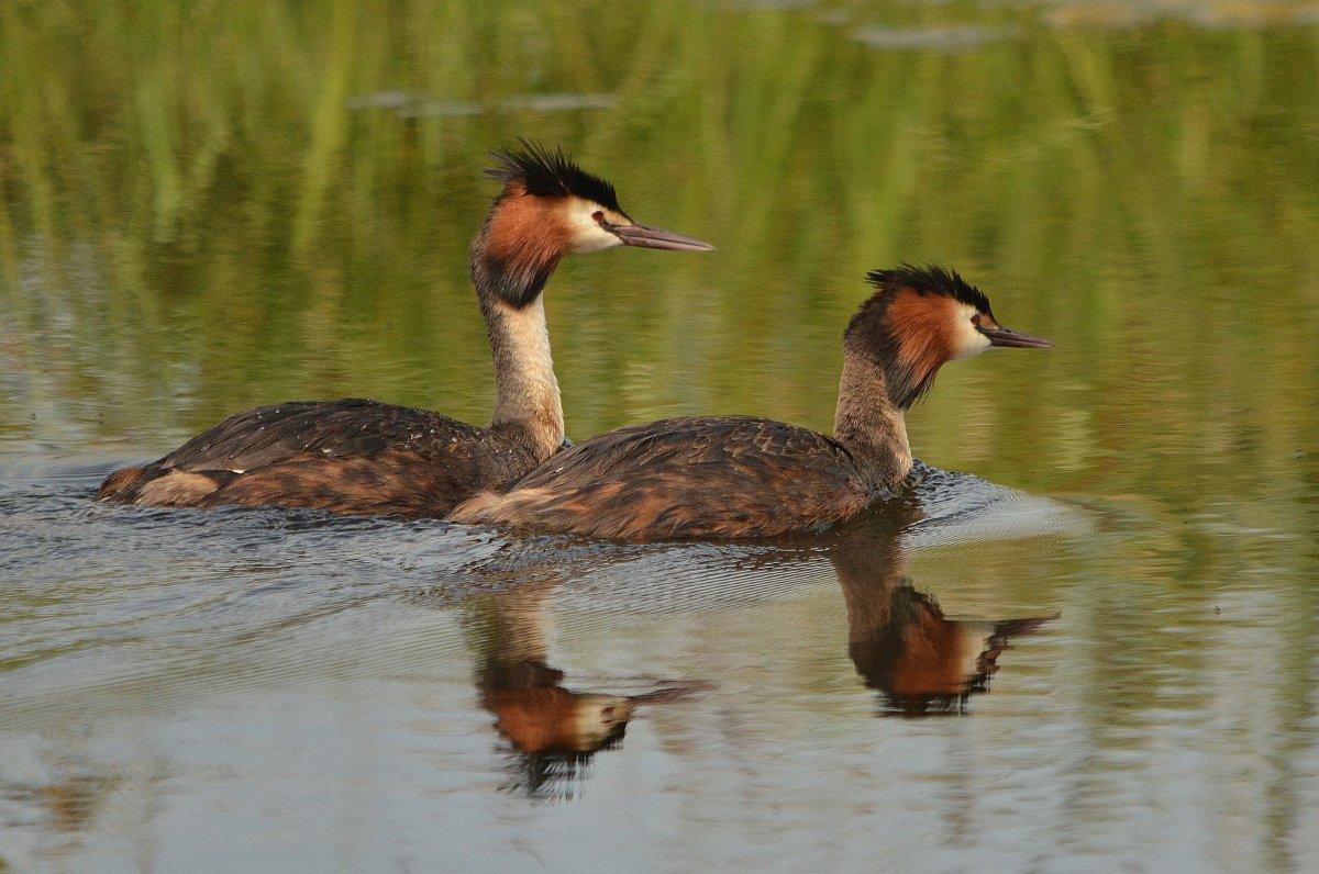 Водоплавающие птицы РФ