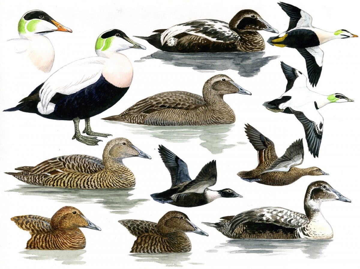 Семейства отряда Гусеобразные