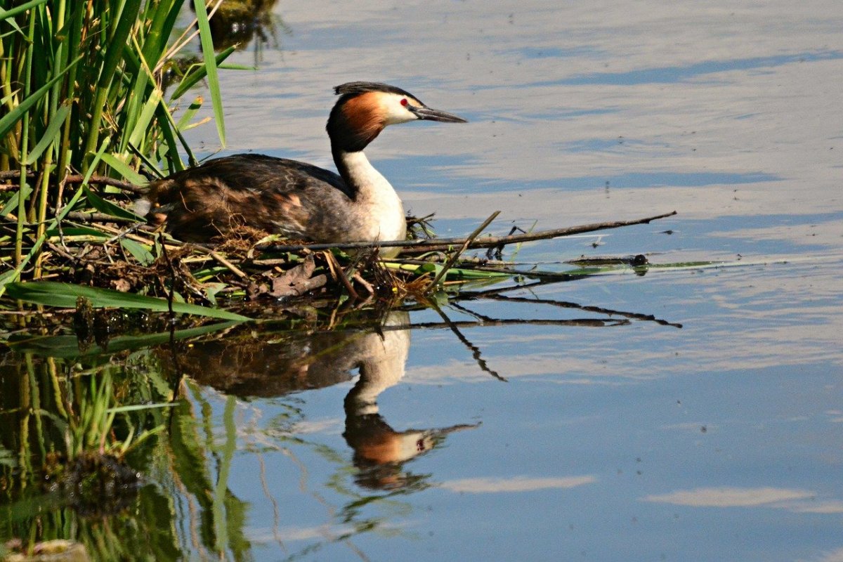 Водоплавающие птицы Калининграда