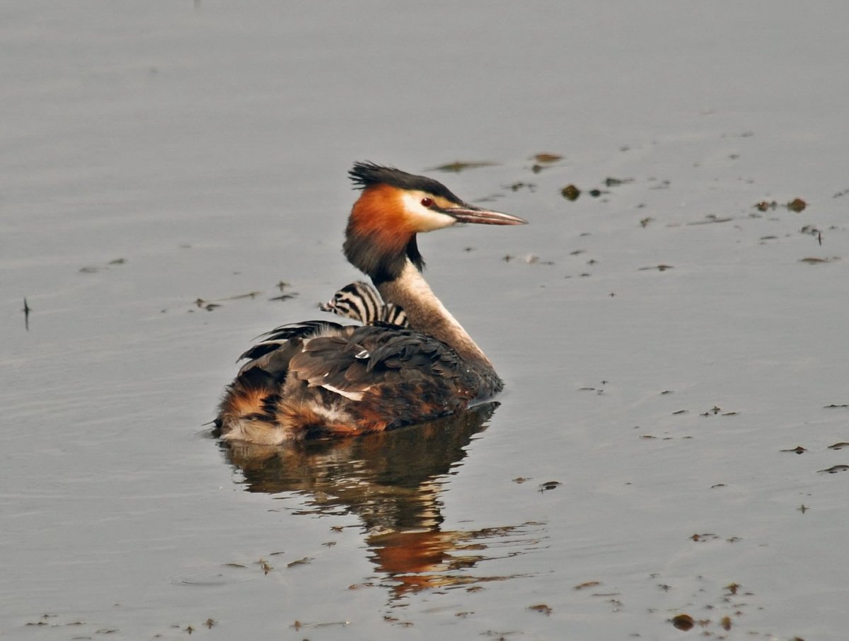 Шилохвость клюв