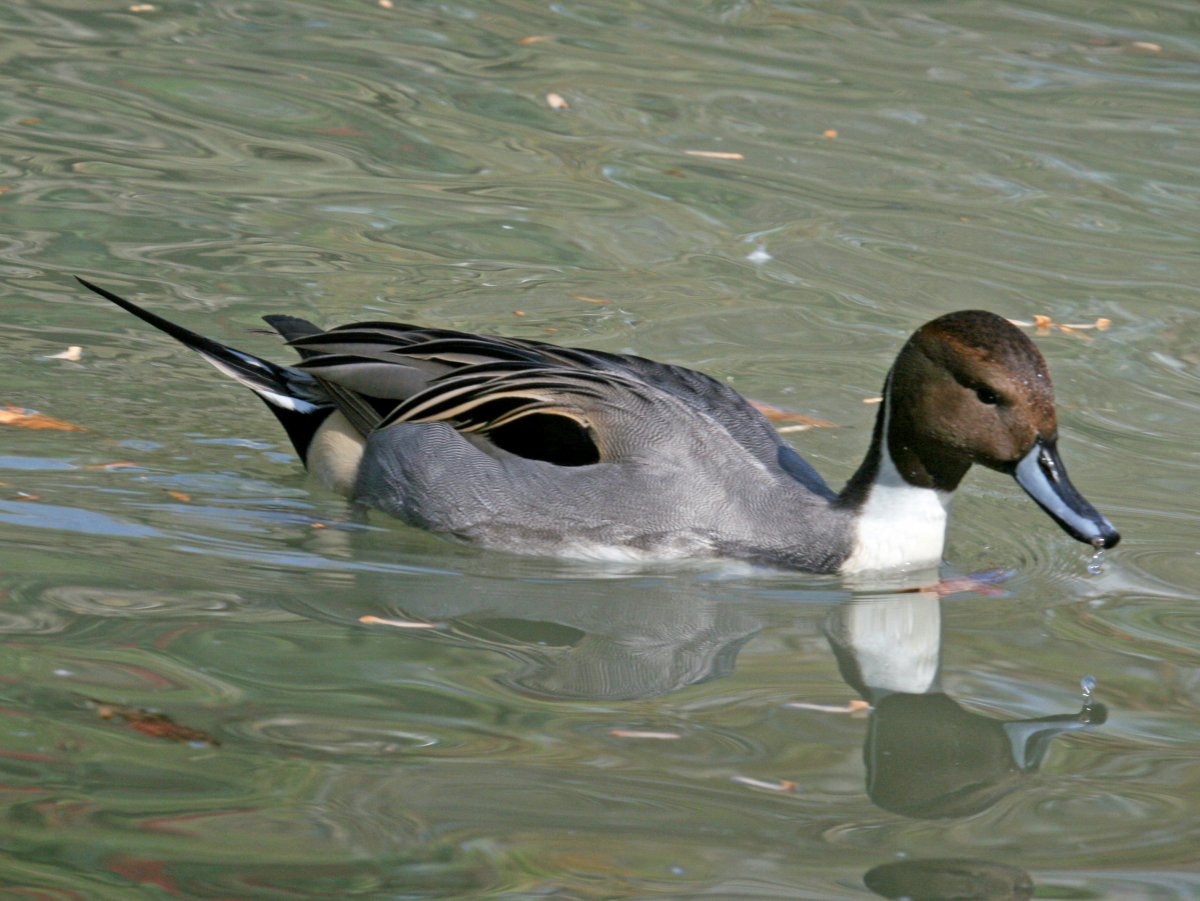 Дикая утка кряква