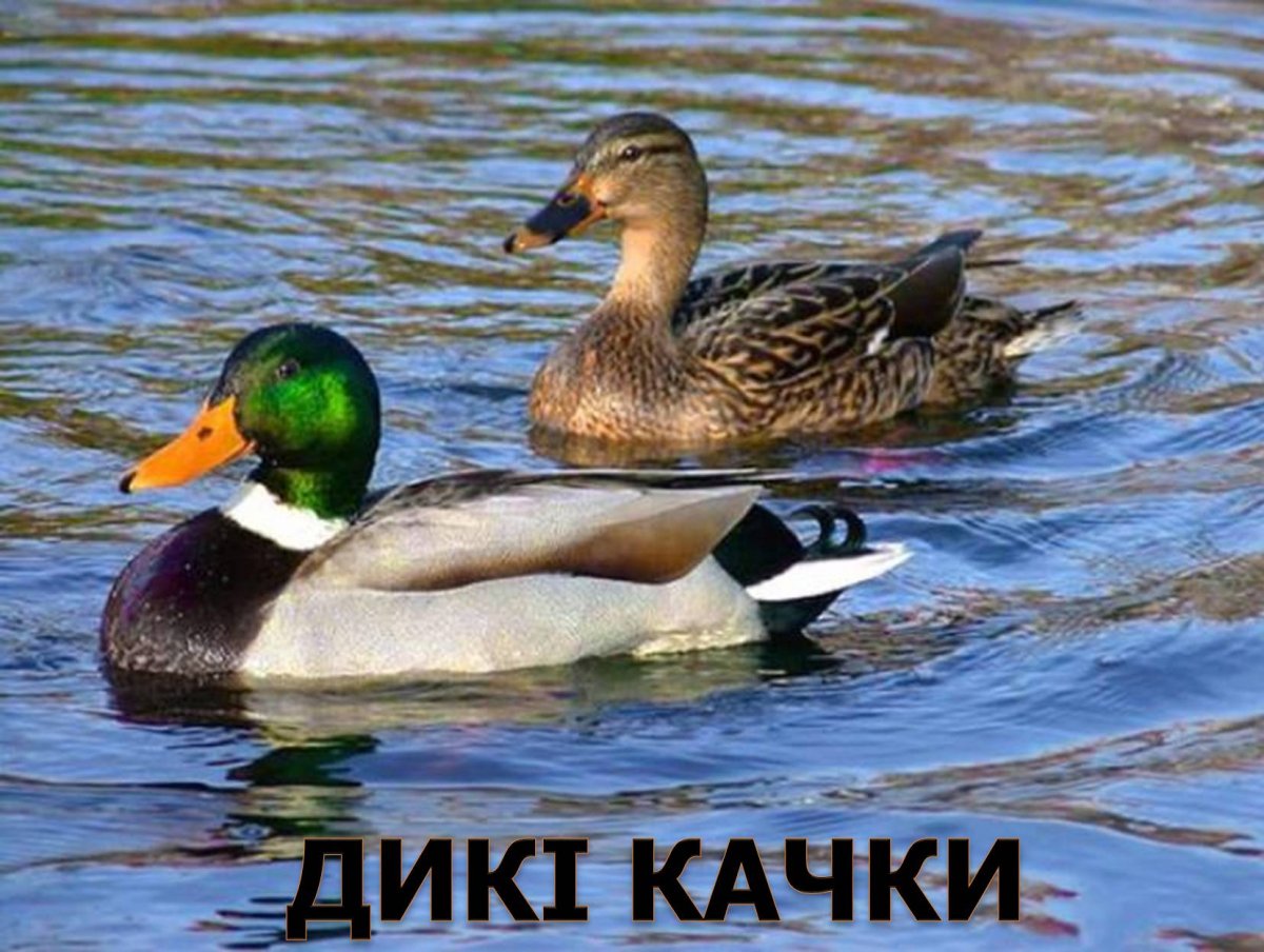 Серощёкая поганка Podiceps grisegena
