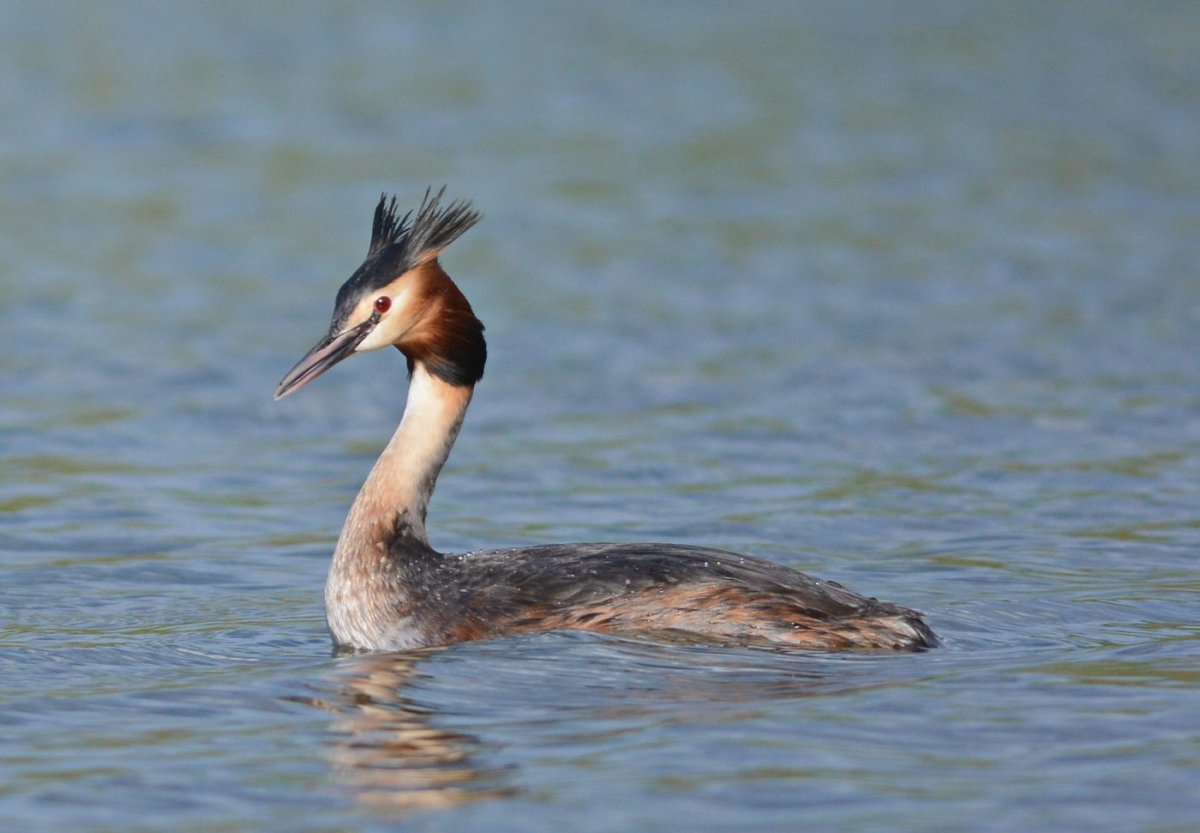 Свиязь Северная