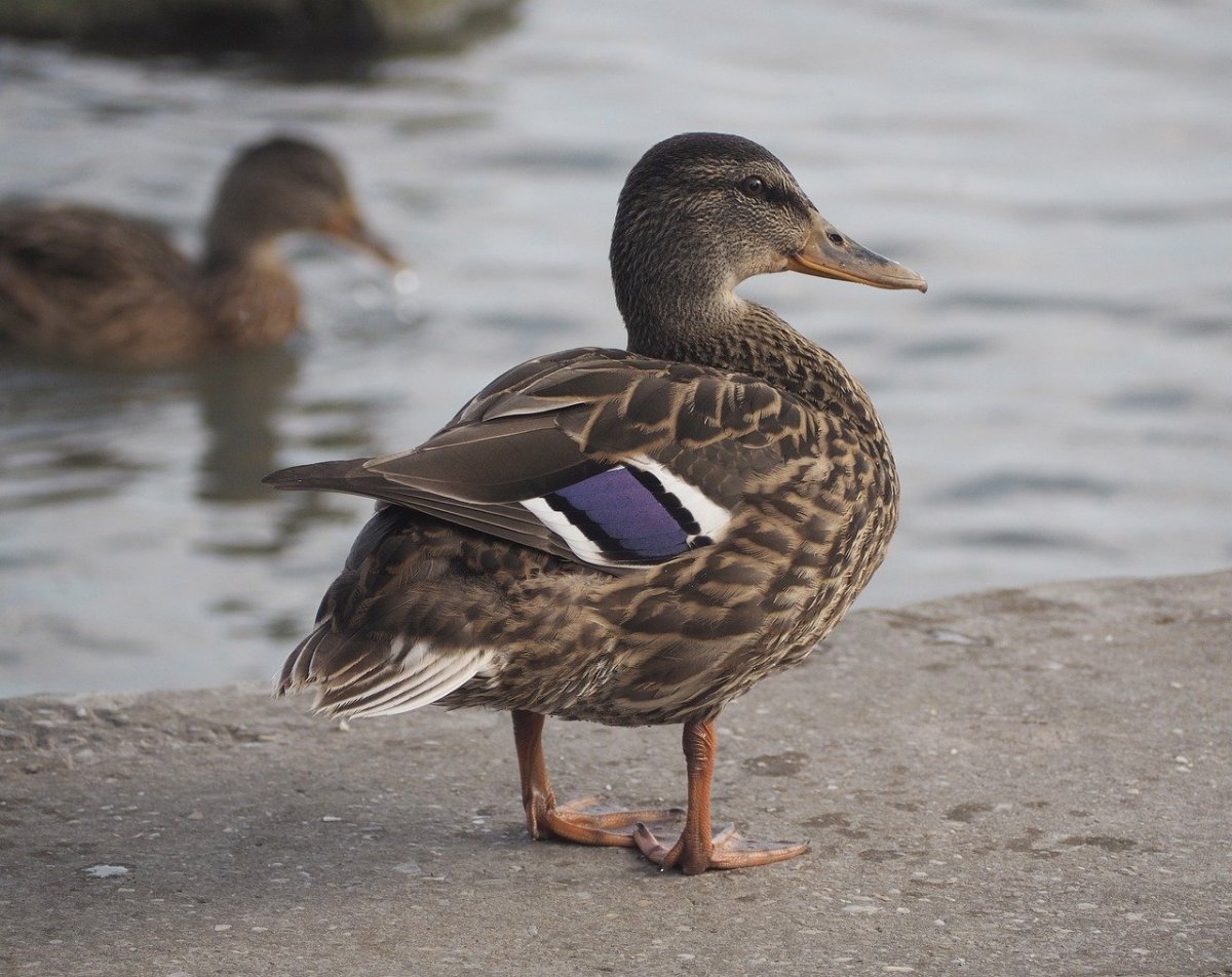 Миграция уток