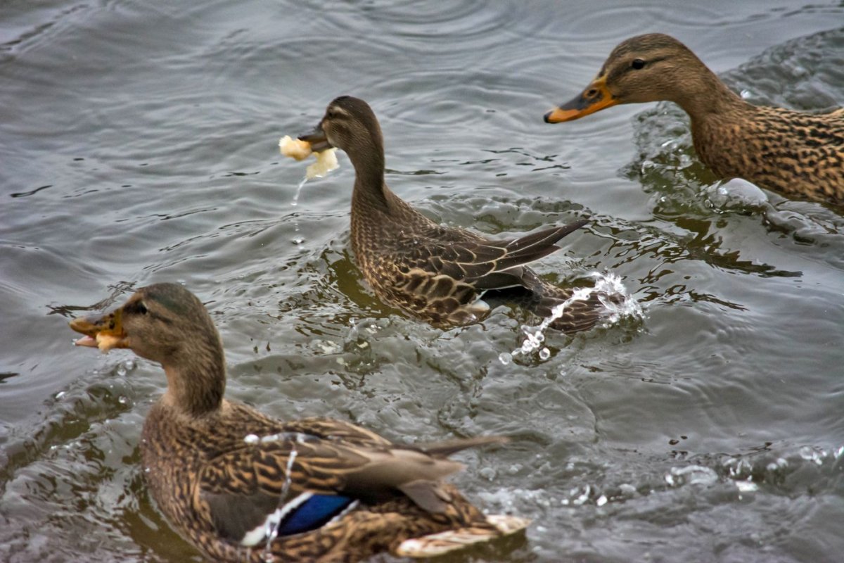 Серощекая поганка