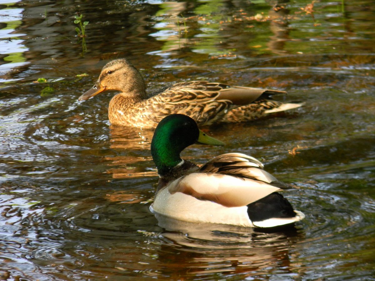 Водоплавающие птицы России с названиями