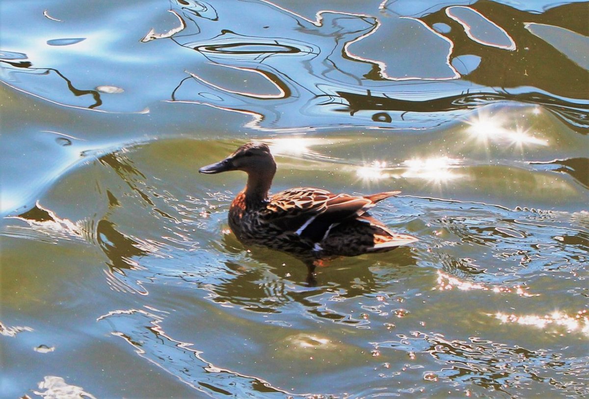 Водоплавающие птицы средней полосы