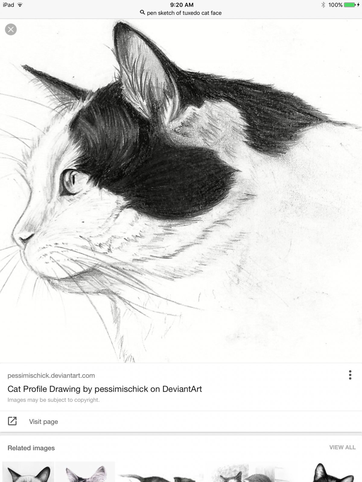 Мордочка кошки карандашом