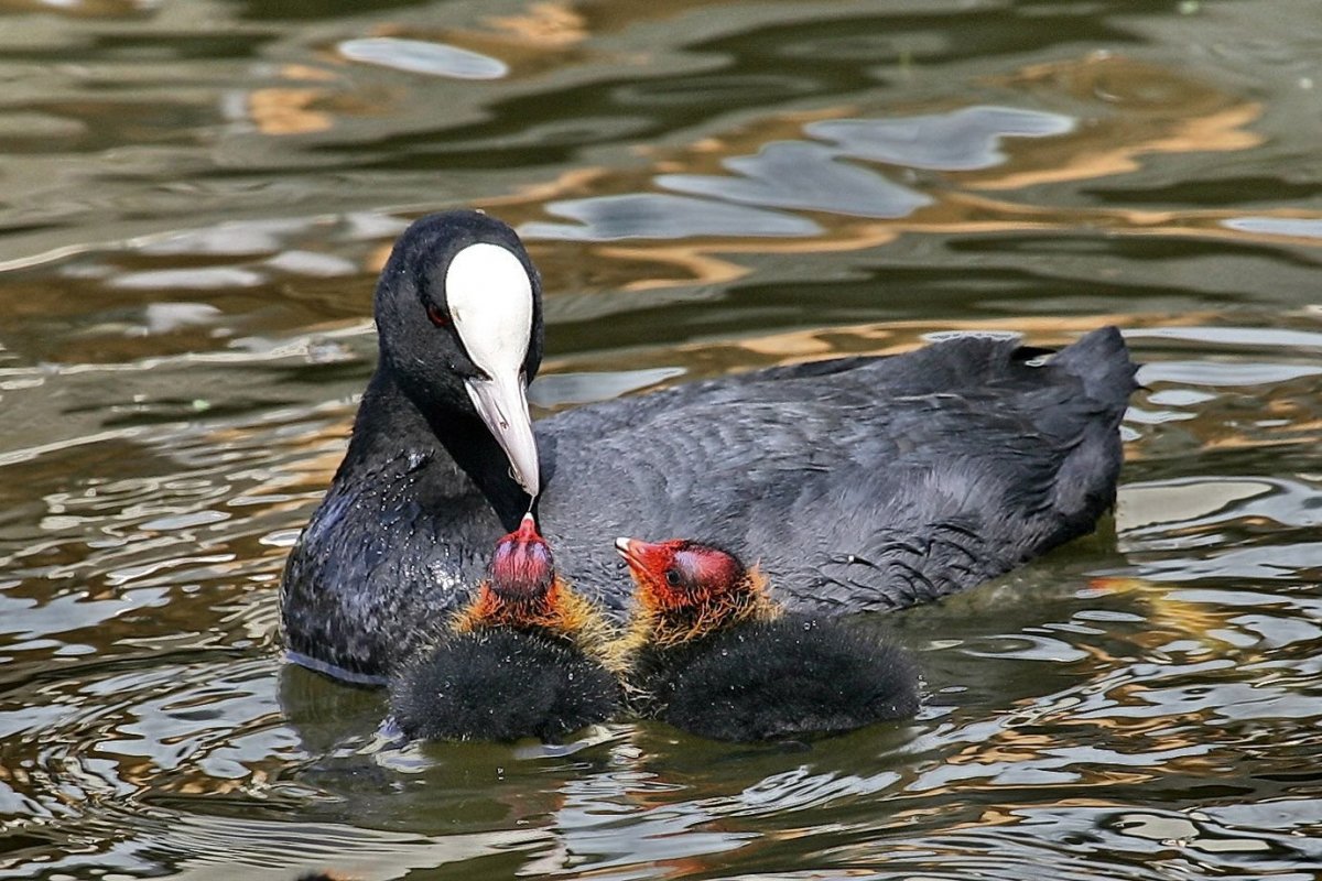 Лысуха в Киргизии