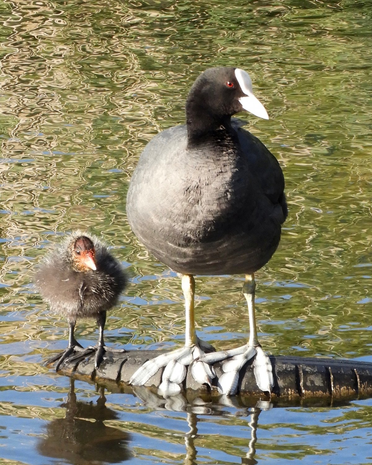 Лысуха журавлеобразная