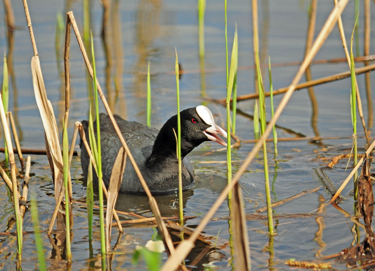 Лысуха Евразийская