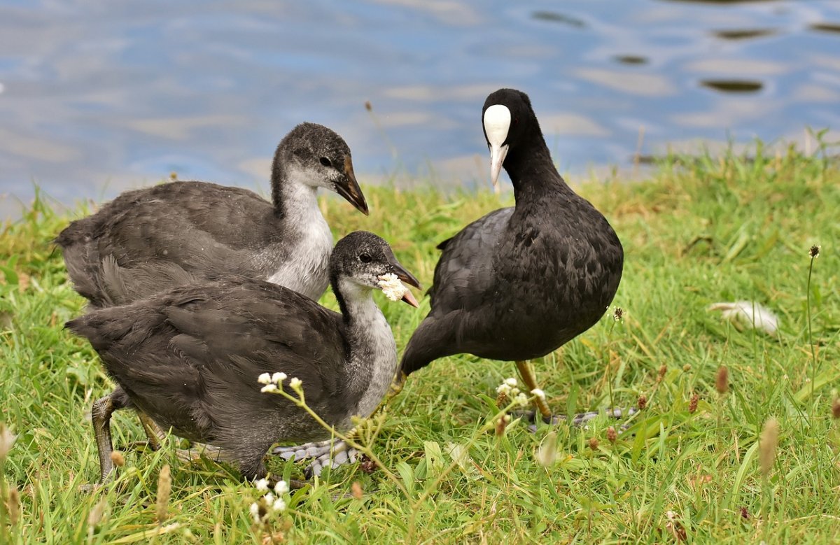 Лысухи водоплавающей птицы