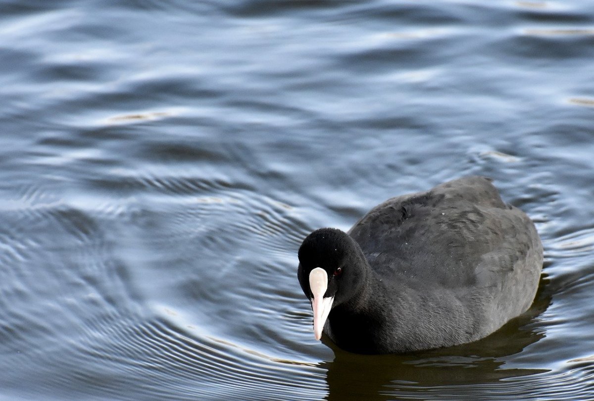 Черная лысуха