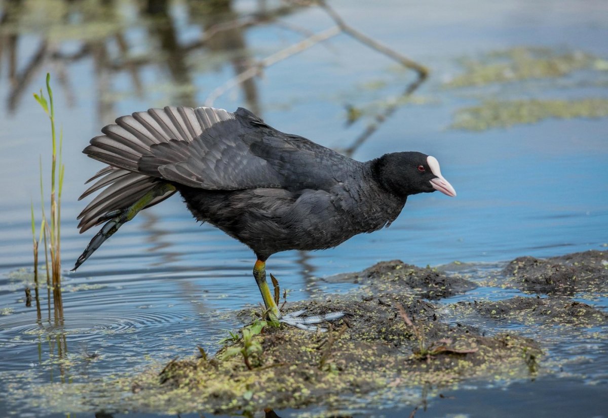 Утка лысуха