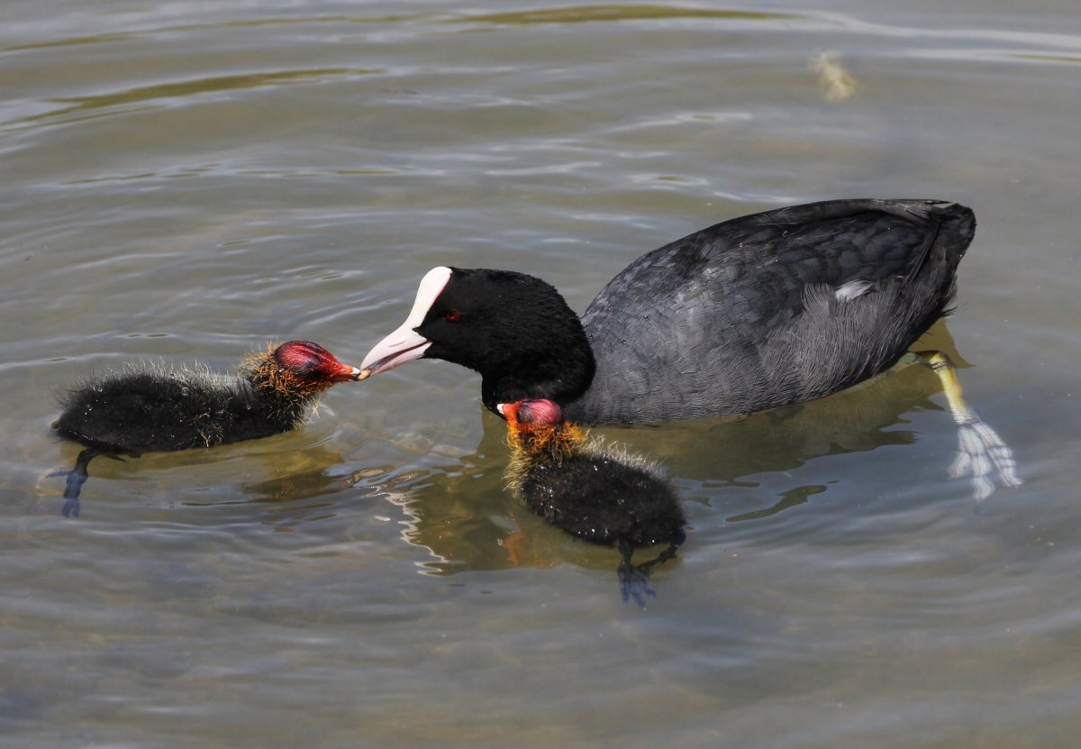 Черная лысуха