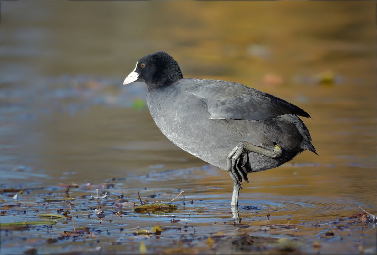Кашкалдак птица