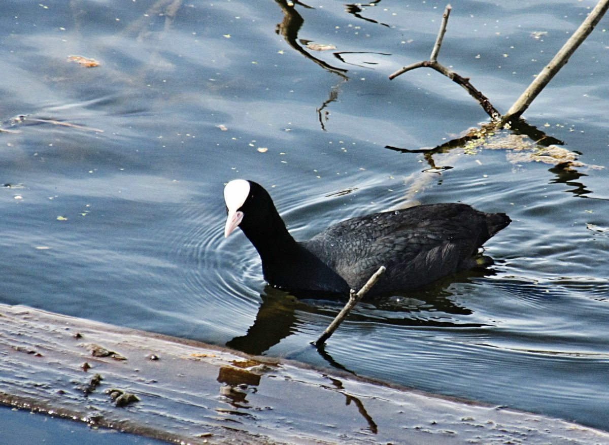 Лысухи в Ильменском заповеднике
