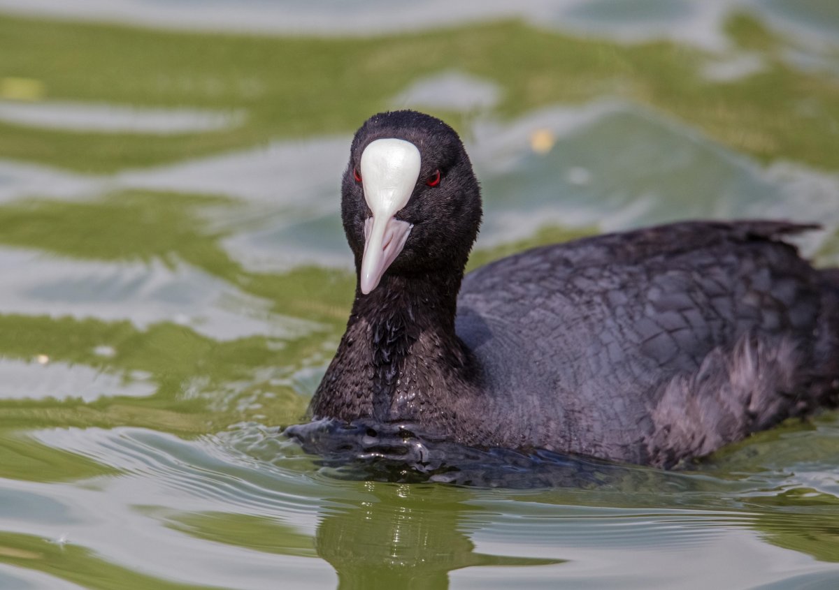 Обыкновенная лысуха