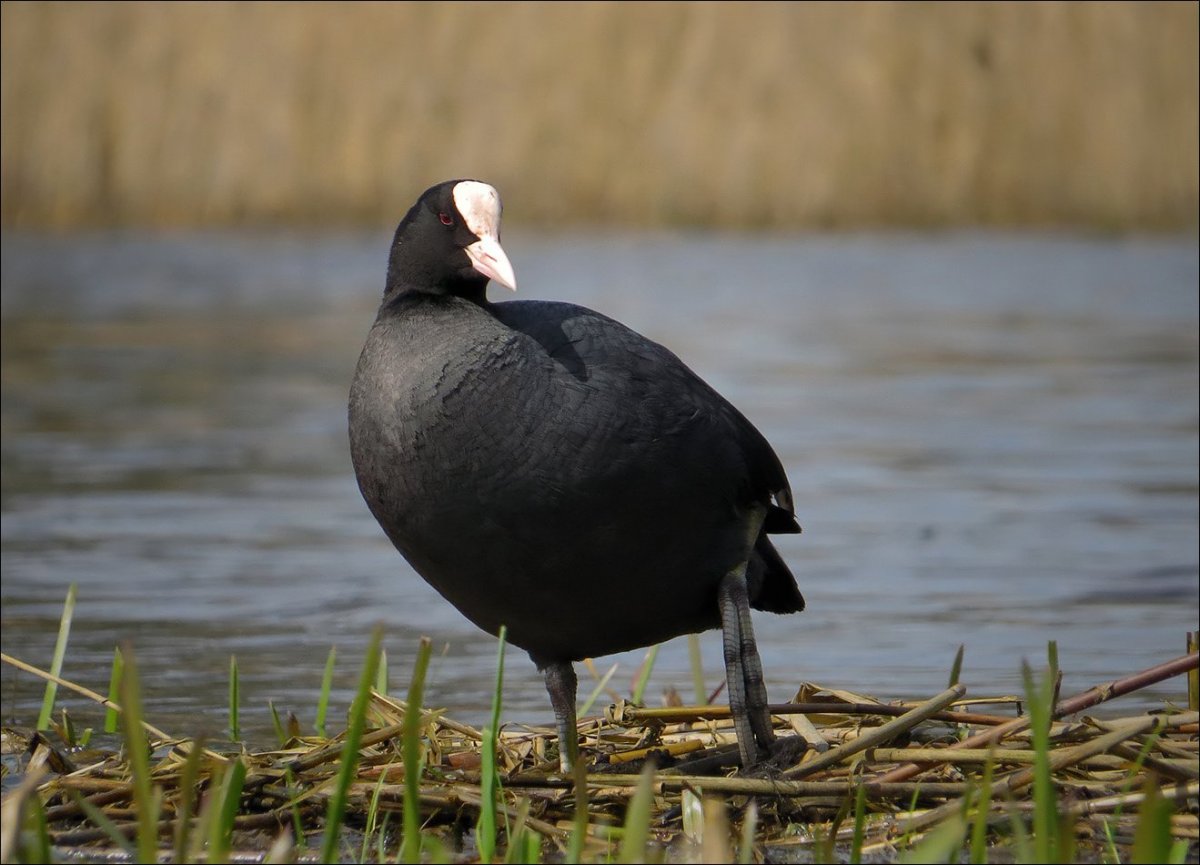 Лысуха (Fulica atra)