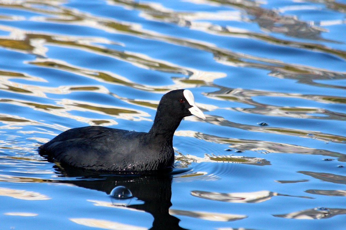 Гашгалдах птица