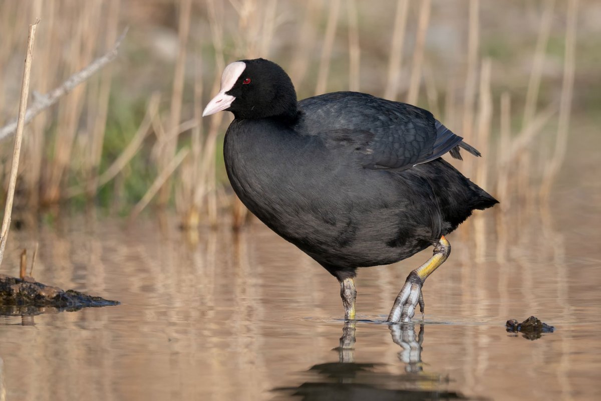 Лысуха журавлеобразная