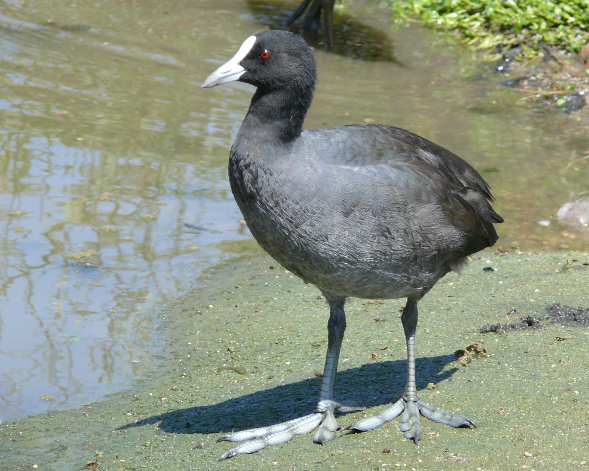 Болотная водоплавающая дичь лысуха