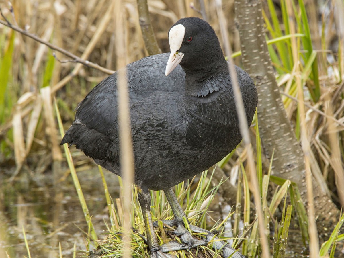 Лысуха (Fulica atra)