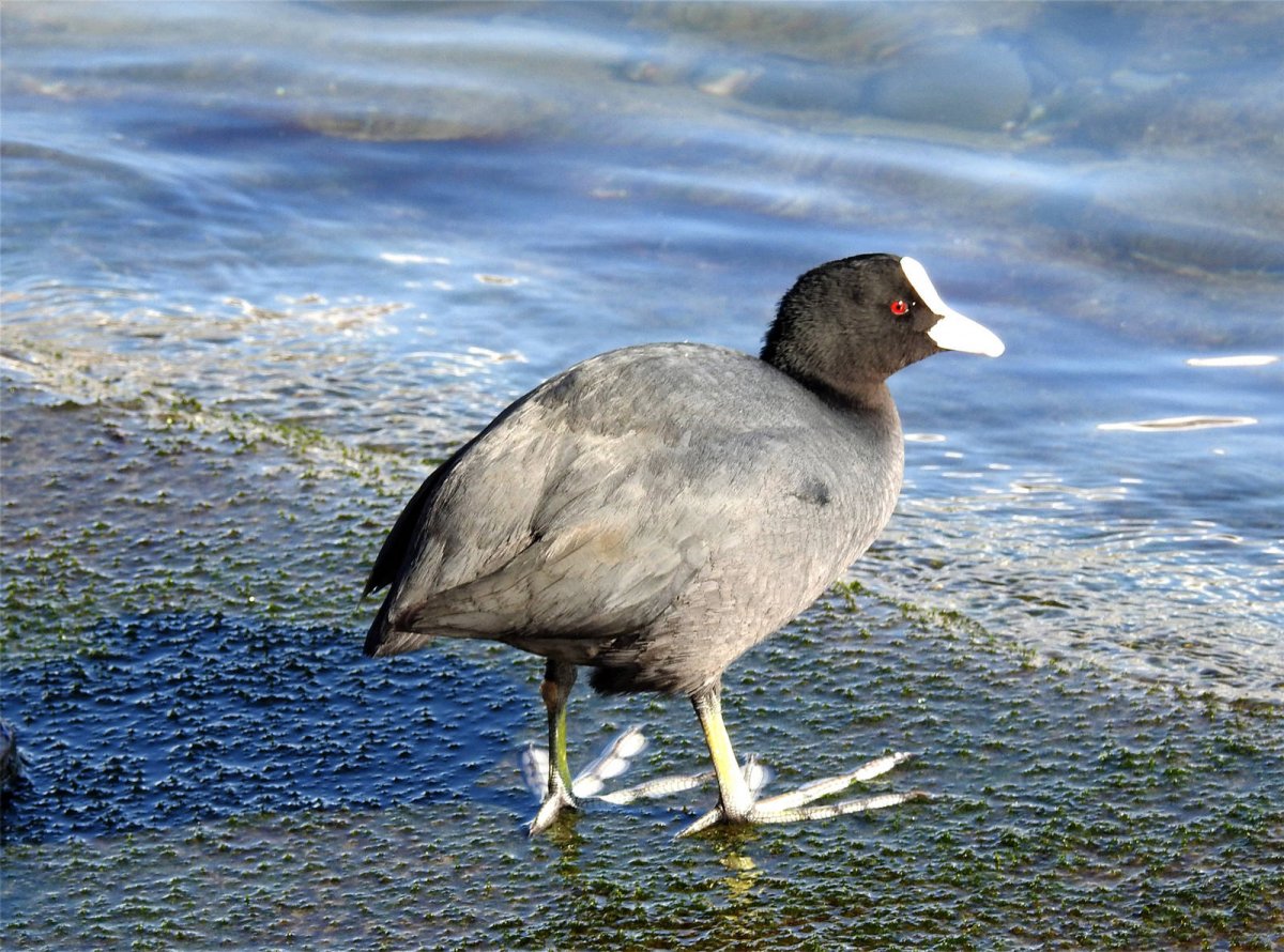 Лысуха Сибирь