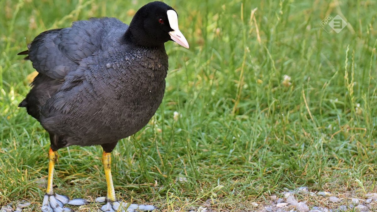 Краснолобая лысуха