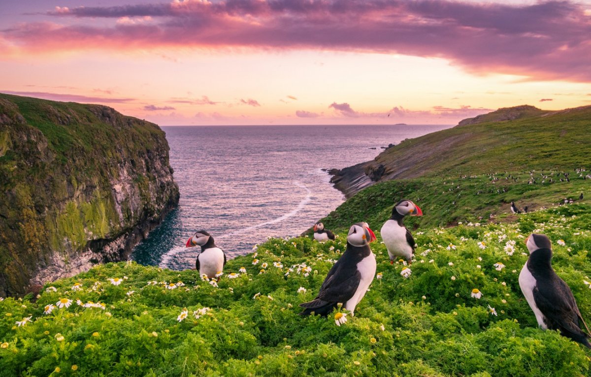 Остров паффин, агсли, Уэльс
