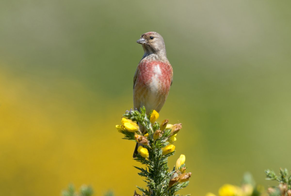 Удод обыкновенный