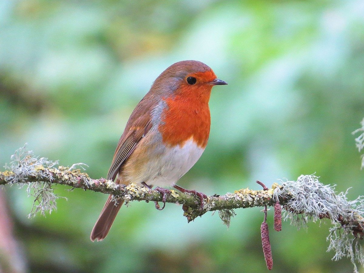 Звучащая природа