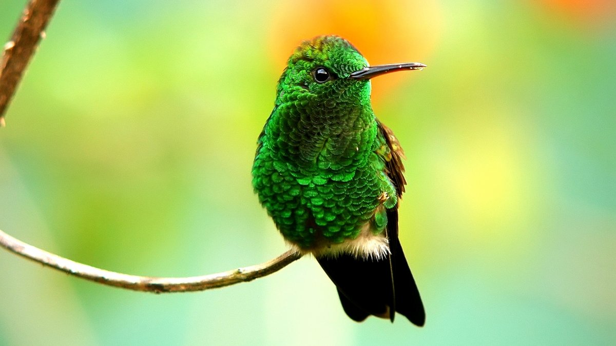 Сиреневогрудая сизоворонка