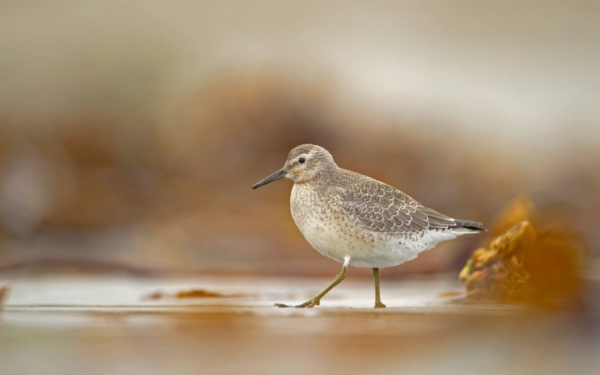 Золотистая щурка 1920