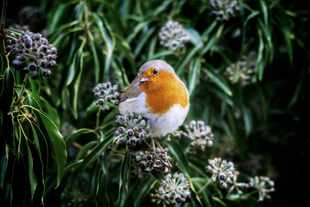 Красивая природа с птичками