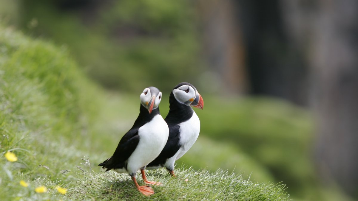 Puffins тупики птицы