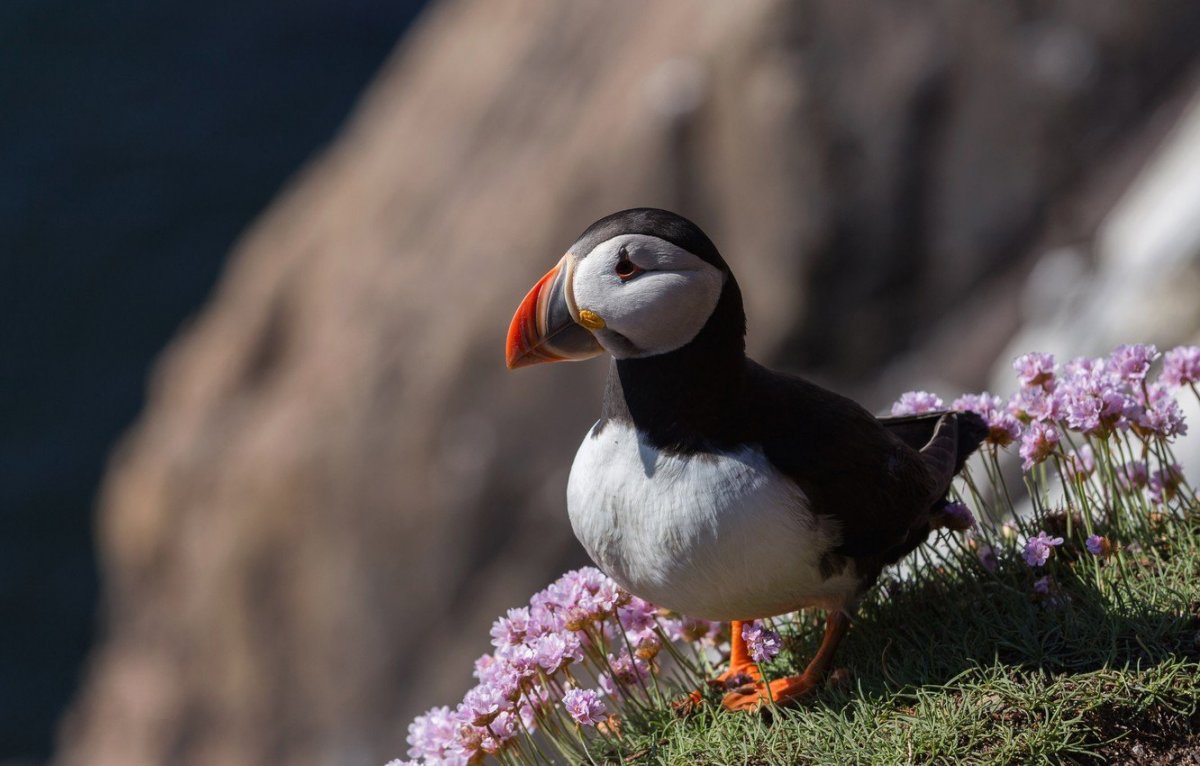 Обои на рабочий стол птицы