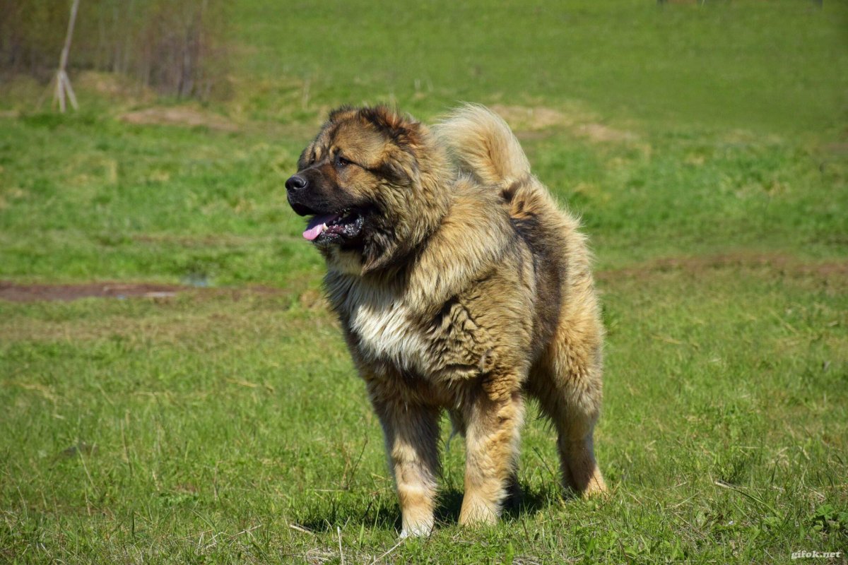 Кавказская овчарка (или волкодав)