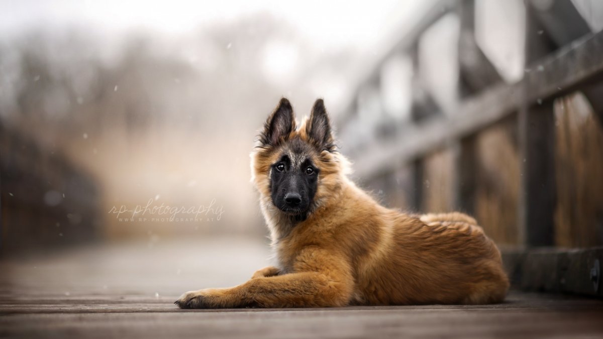 Волкодав длинношерстный