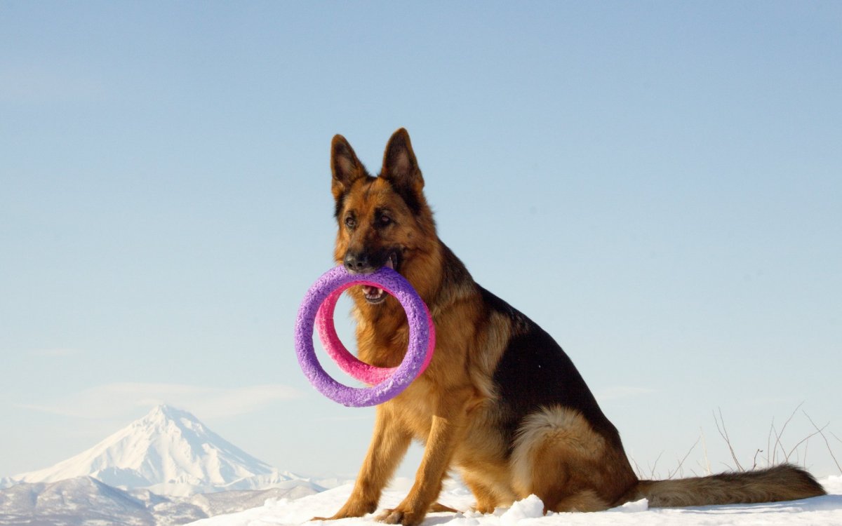 Собаки породы волкодав и Кавказская овчарка