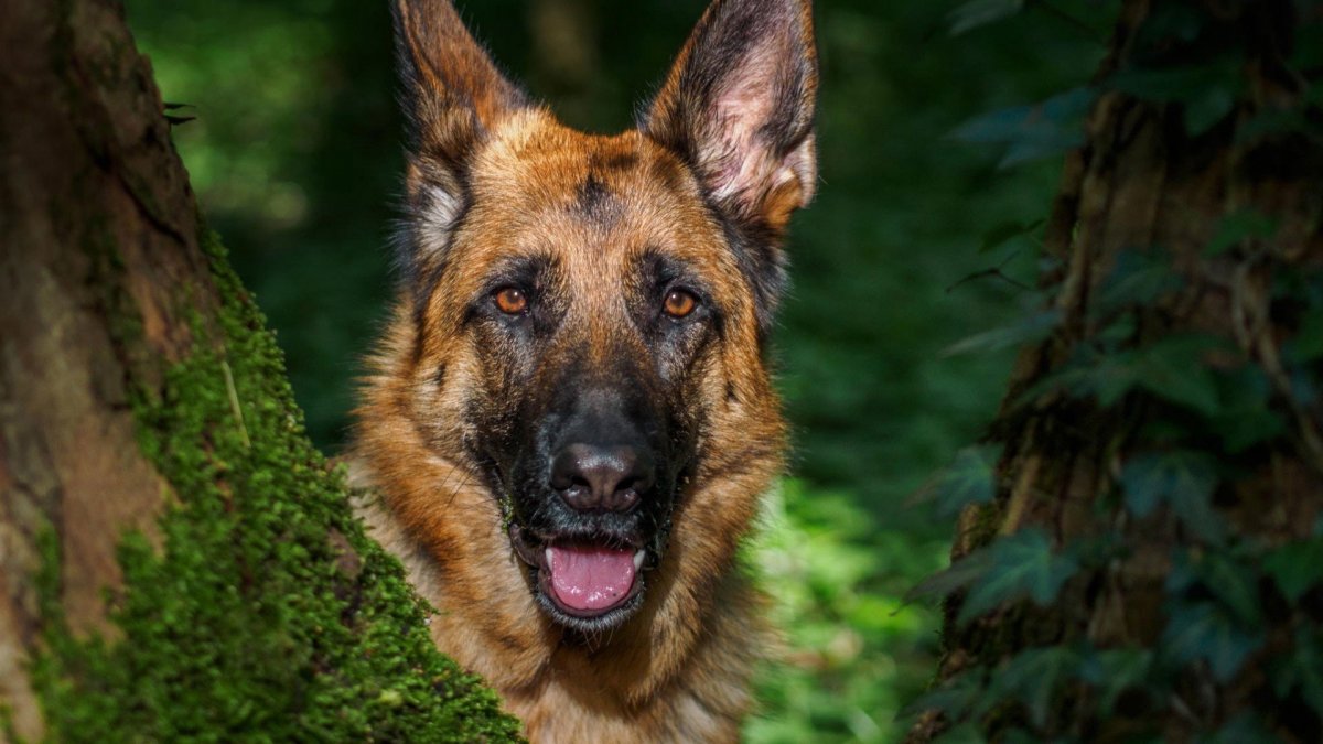 Кавказская овчарка в снегу