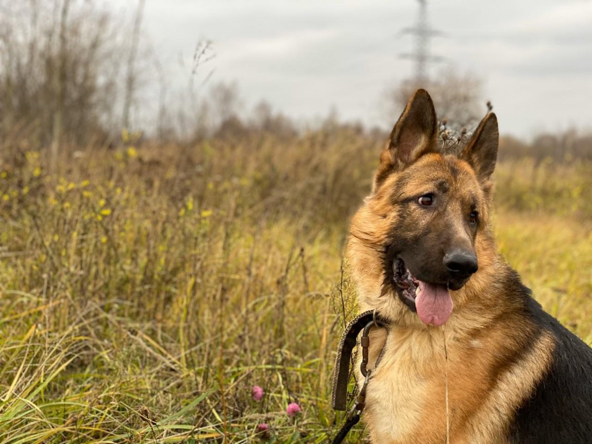 Немецкая овчарка на бежевом фоне