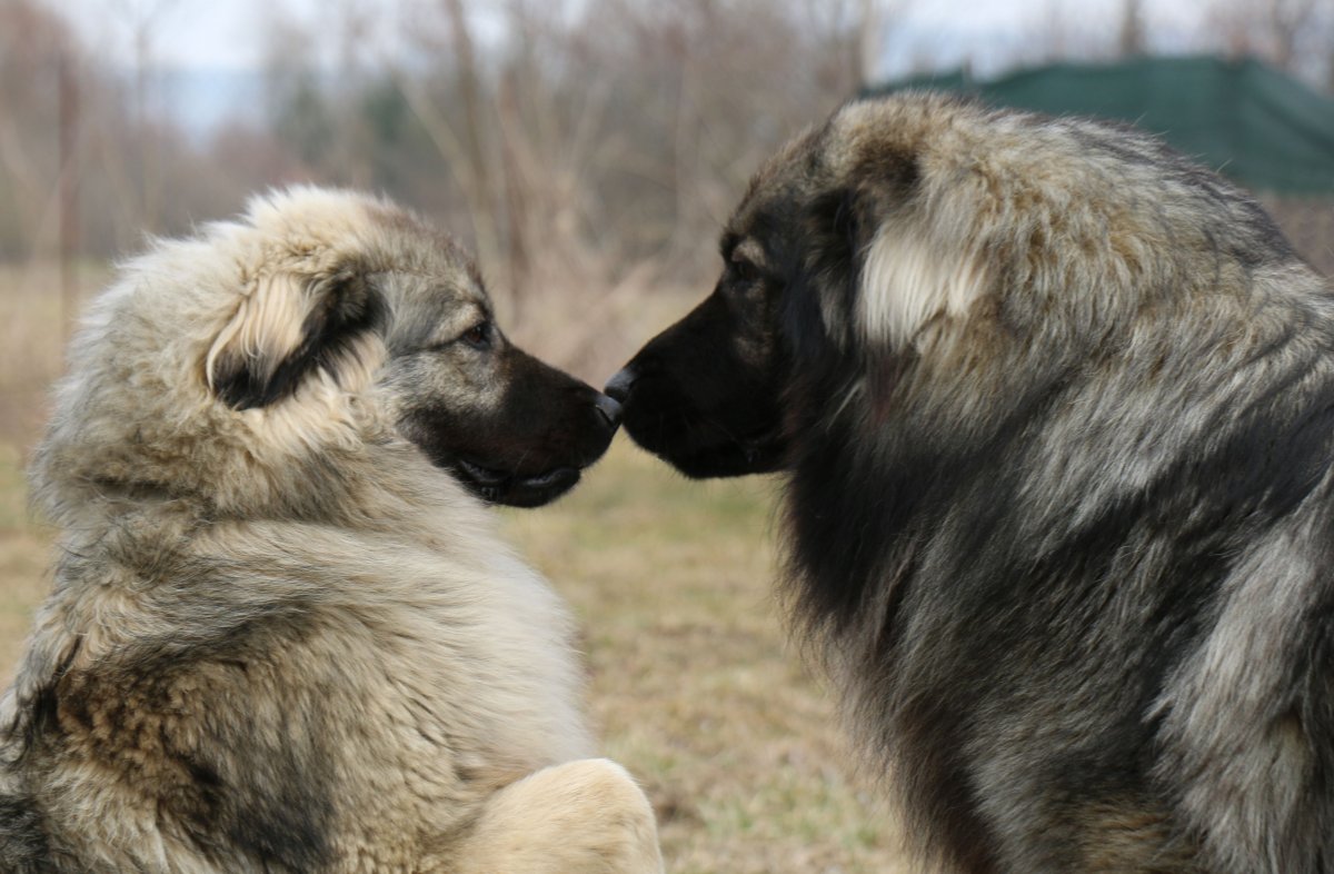 Леонбергер белый