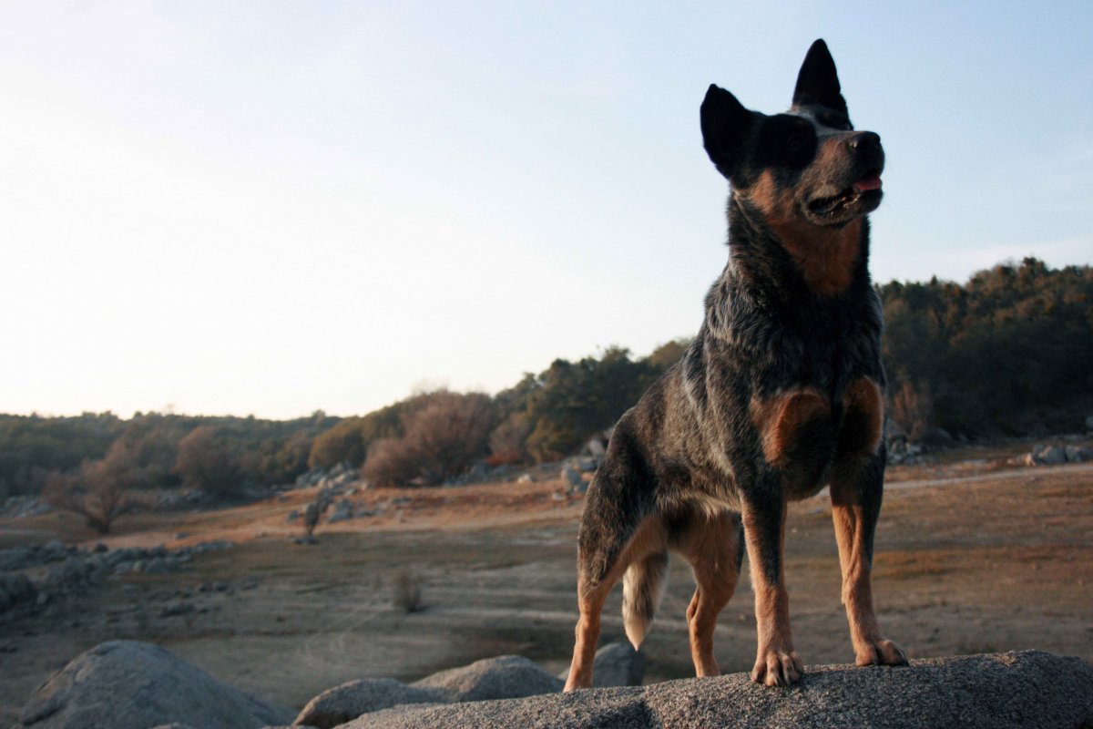 Югославская овчарка Шарпланинец