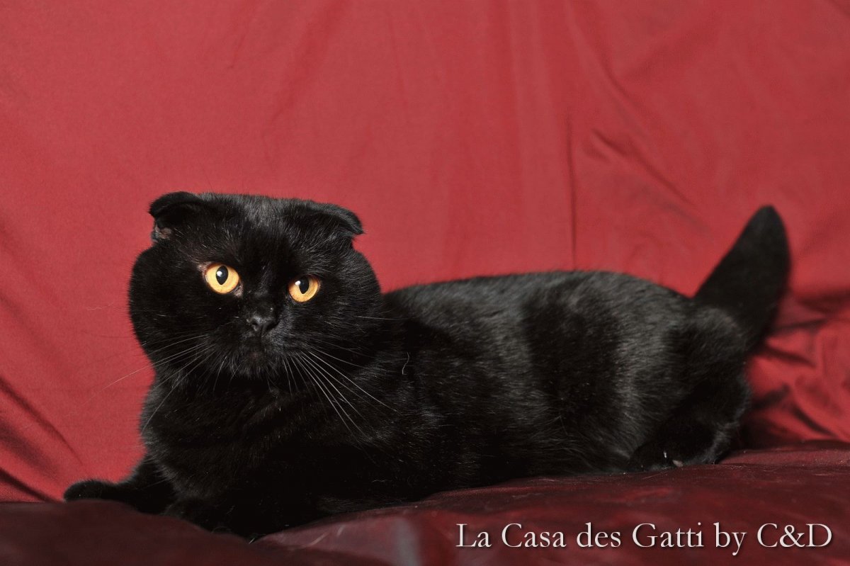 Шотландская вислоухая кошка черная