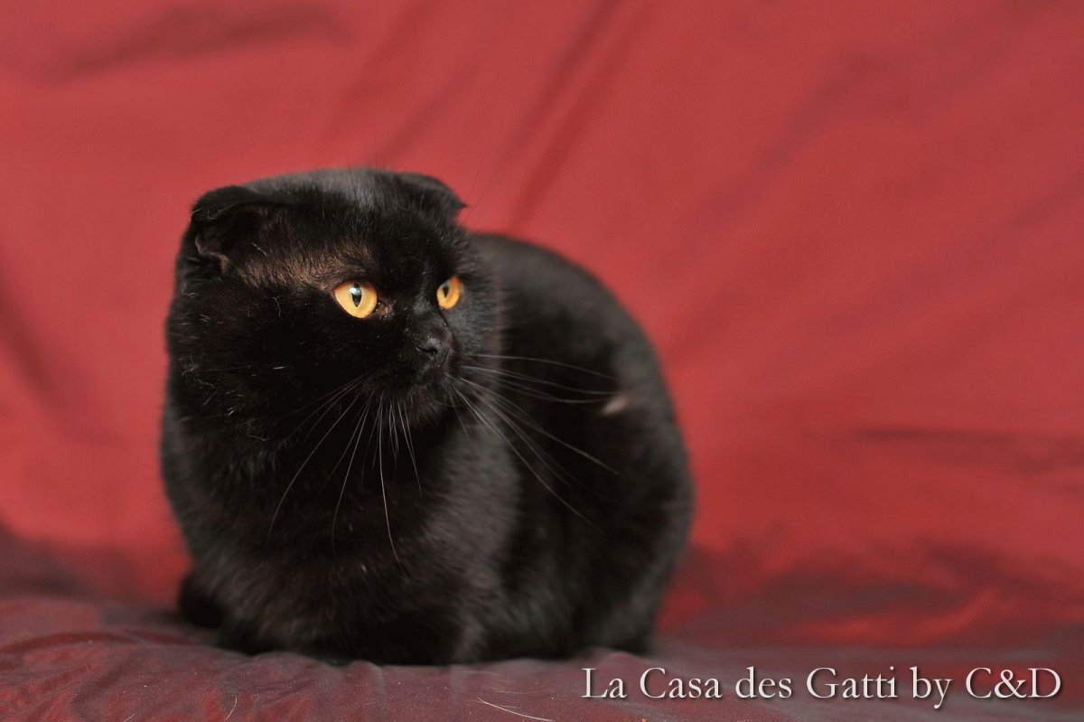 Шотландская вислоухая кошка черная