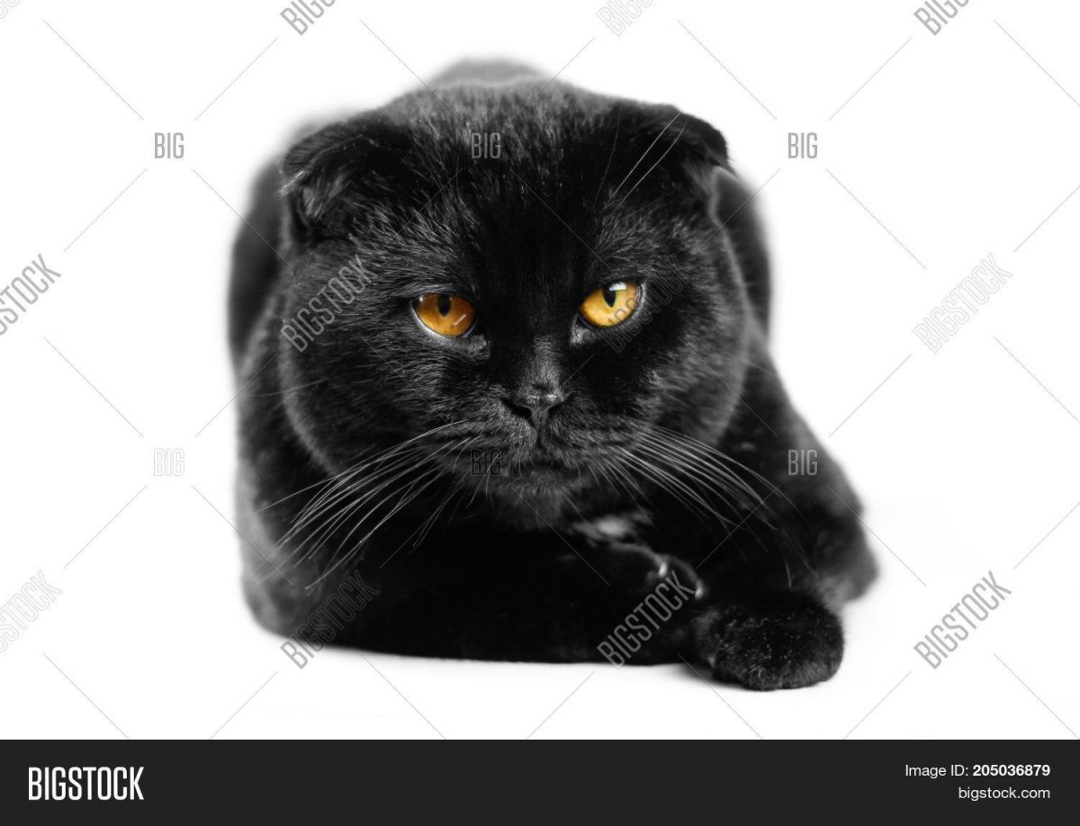 Шотландский вислоухий кот черный